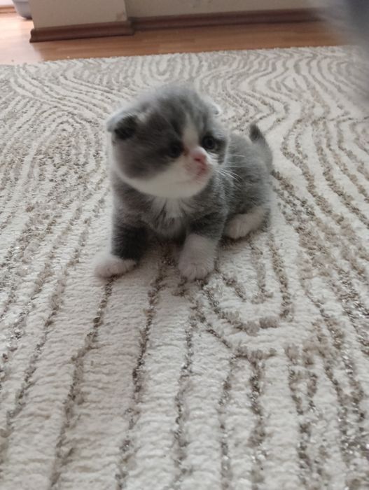 Pisica Scottish Fold