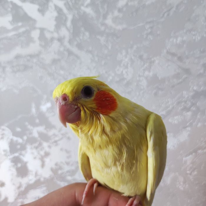 Karella ruchnoy sotiladi