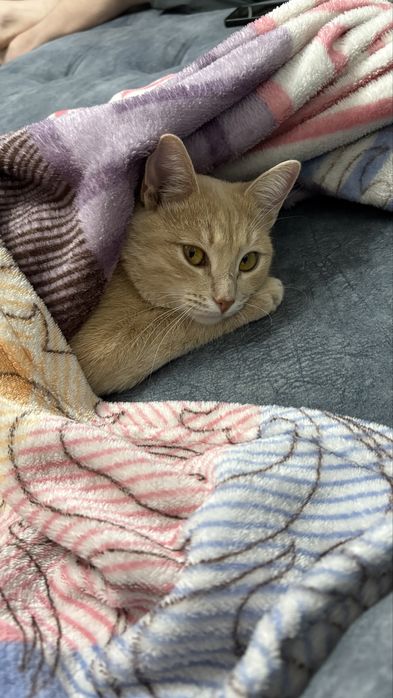 Кошка бесплатно