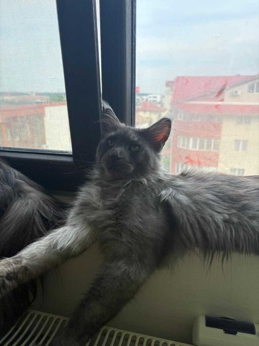 maine coon cu pedigree si microcip