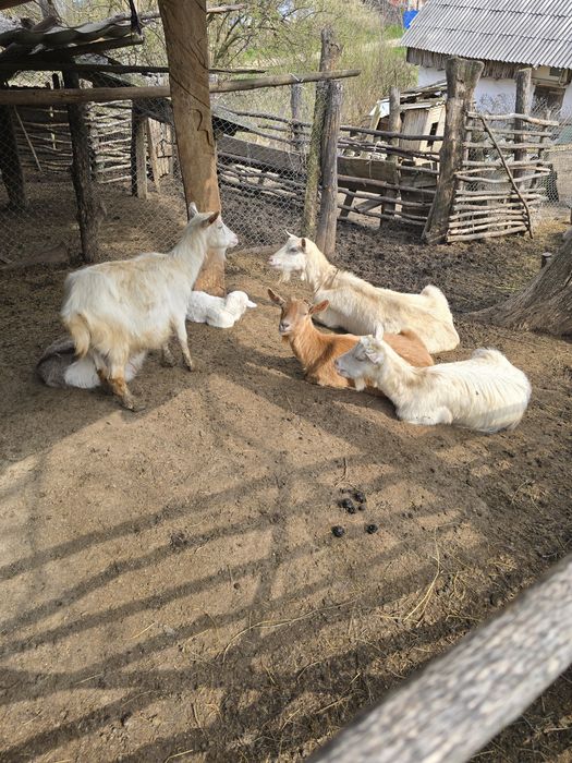 Capre cu Iezi-Microferma -se vand împreună