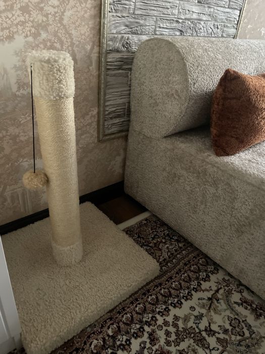 Зотли Скотиш фолд нарсалари бн сотилади