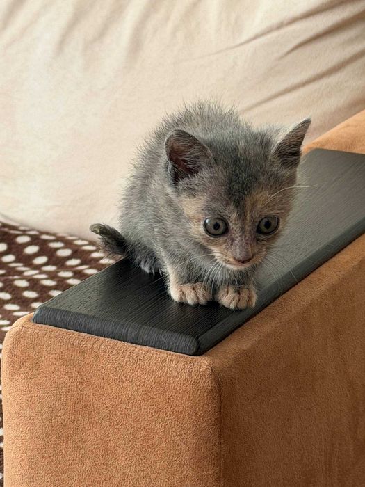 Котенца момче и момиче на 2 месеца търсят дом