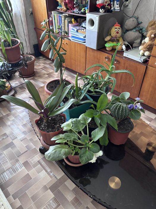 Продам комнатные цветы.
