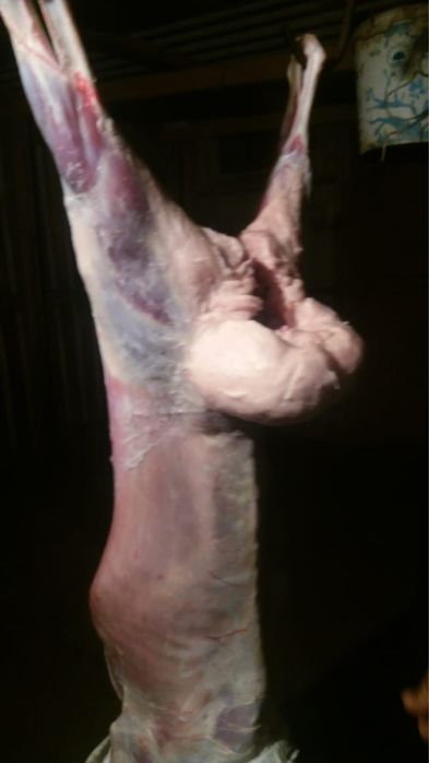 Продам бараны    .