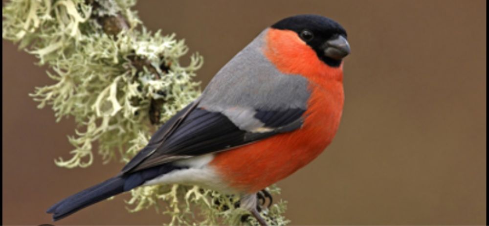 Певчие птицы снигири