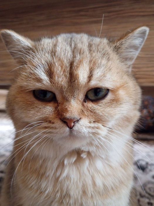 Золотая шиншилла