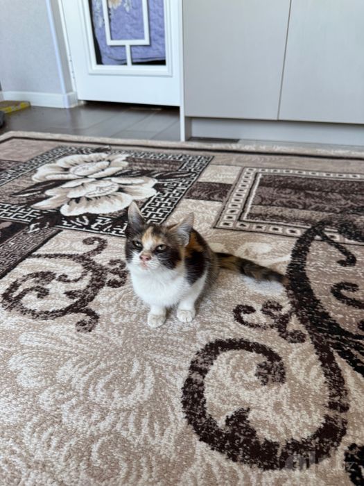 Отдам котенка в хорошие руки