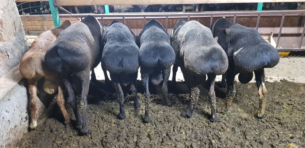 Тоқты қошқарлар сатылады