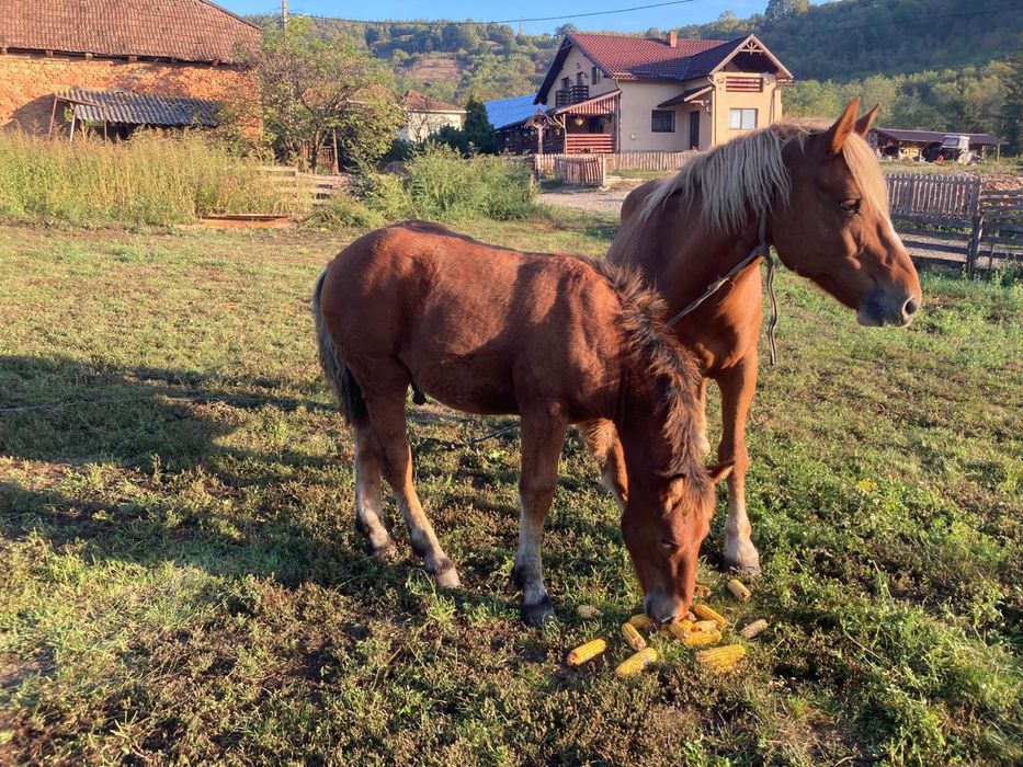 Vand iapa cu manz