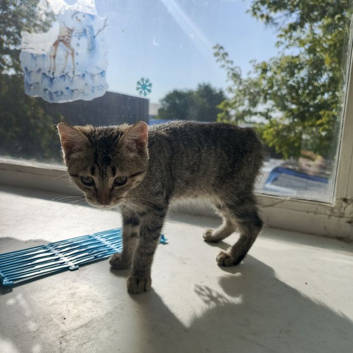Отдаем котенка в добрые руки