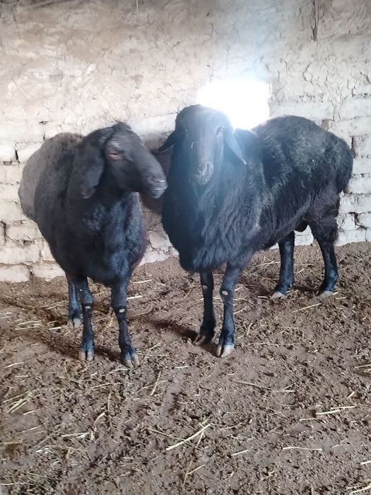Qirg'izistondan keltirilgan zottor qo'chqorlar sotiladi!!!