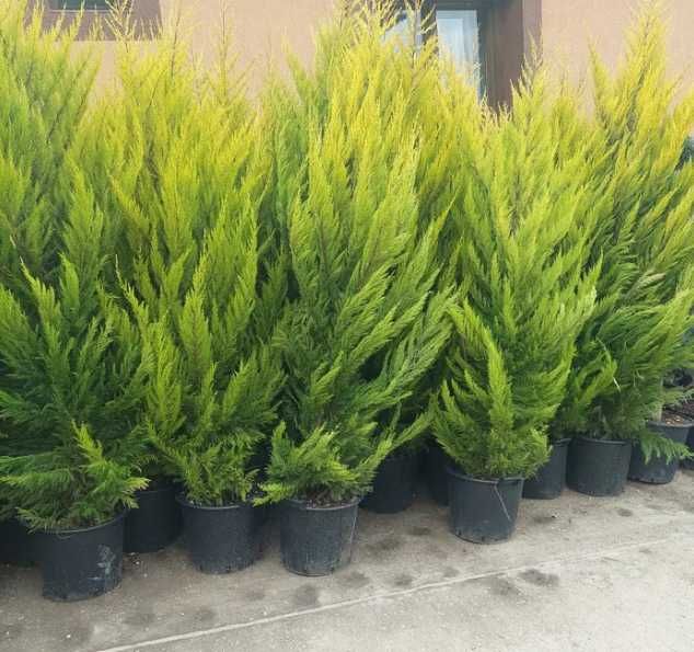 Plante Decorative de Exterior – Aspect Dens și Sănătos