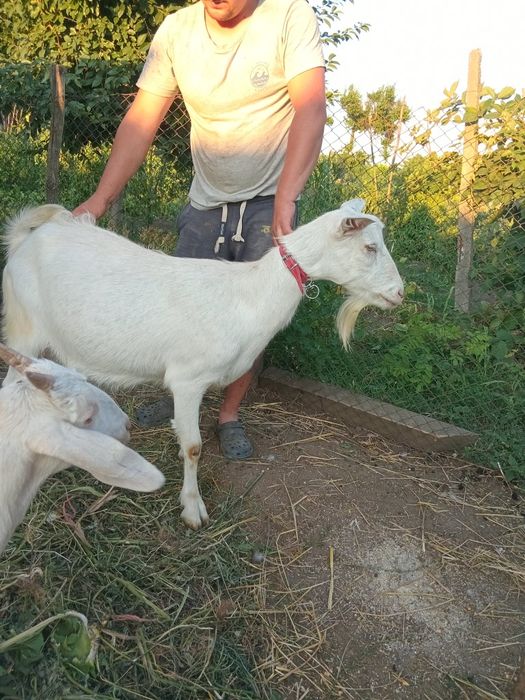 Capra sannen de vanzare