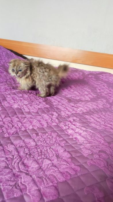 Отдам кошечку в хорошие руки