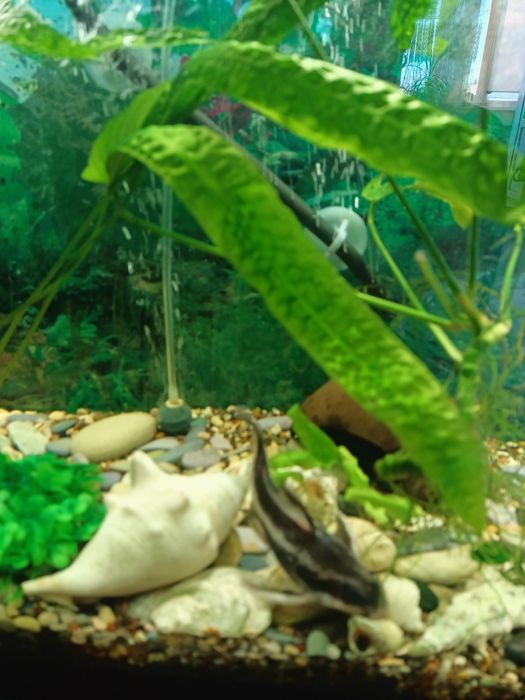 Продам аквариумного сомика