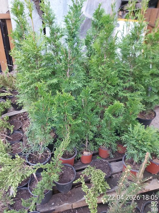 Продам Хосты, Гейхеры, Туи, Пионы, Можжевельник
