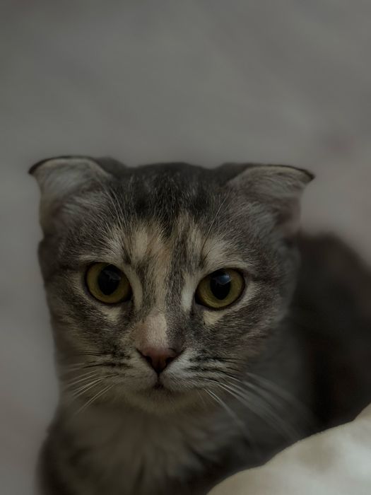 Отдам в хорошие руки кошку