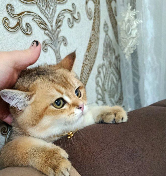 Залатисти шиншила