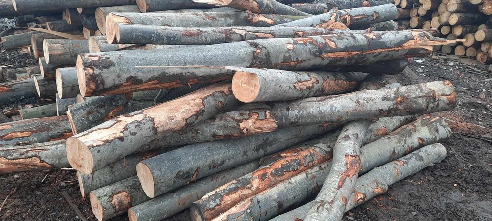 Fag stejar carpen salcam