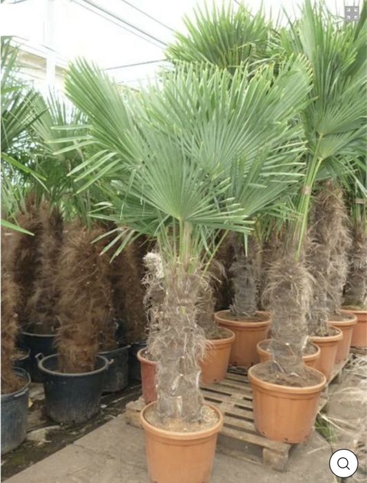 Palmieri rezistenti la inghet toate dimensiunile