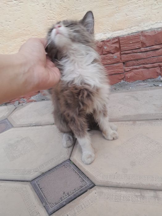 Котёнок мальчик в добрые руки