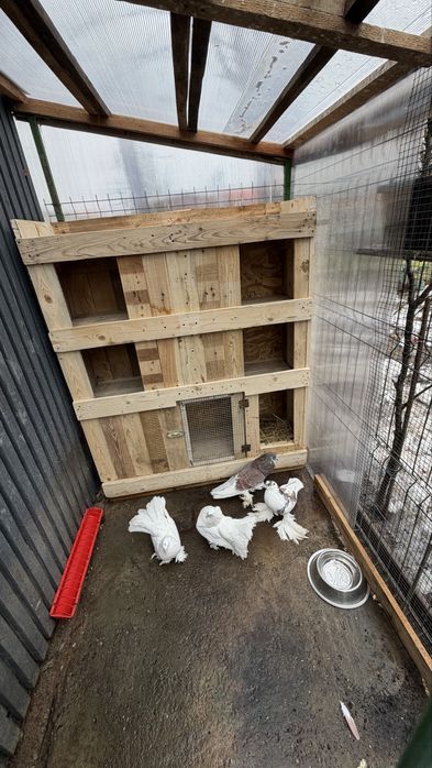 Cusca porumbei, iepuri, la comanda