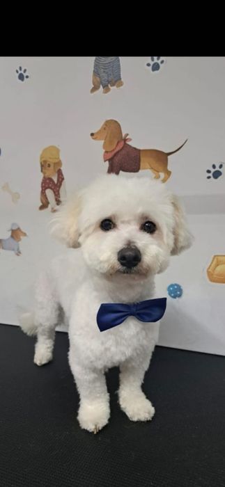 Coafura Canină & Frizerie