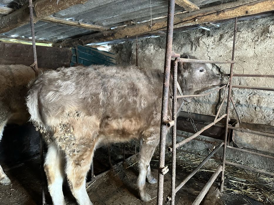 Коровы тёлочки