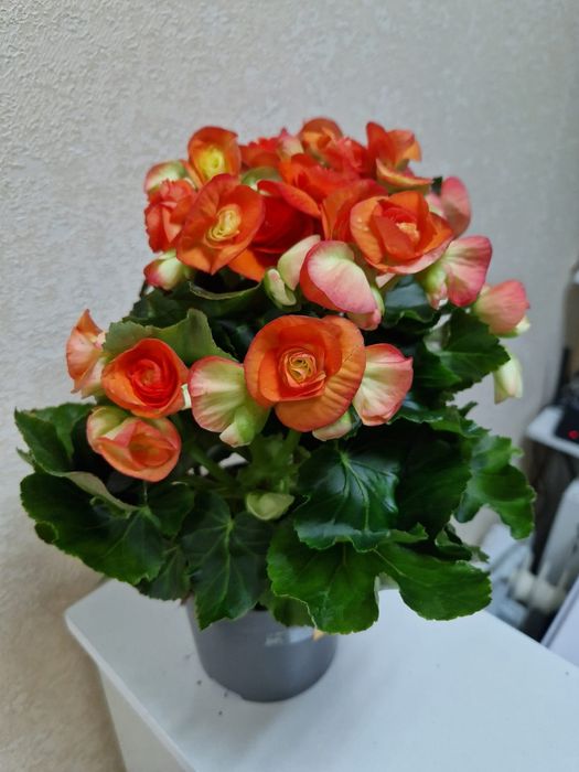 Продам комнатные цветы