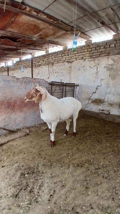 Кучкорлар kochkorlar, qassob, kuchkor сотилади  qochkorlar sotiladi