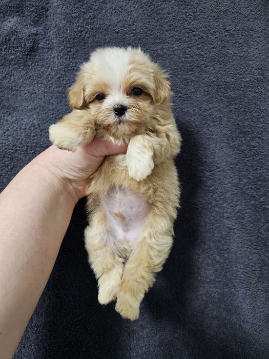 Супер щеночки мальтипу F1