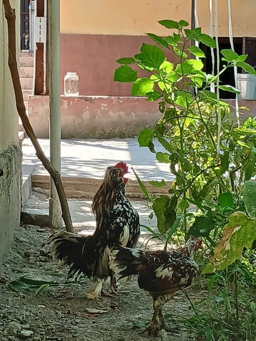 yaponchalar sotiladi 150  ozroq kami bor jupi