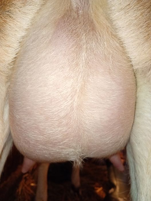 Anglonubiana cu pedigree, Linie Germania.