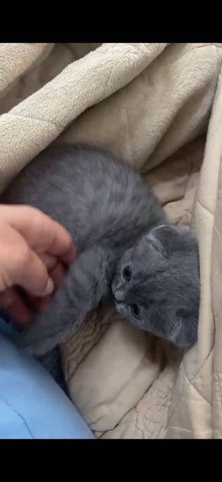 Котёнок британский вислоухий