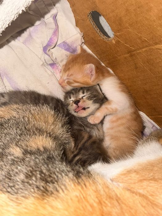 Отдам котят в добрые руки