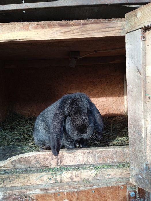 Iepuri berbec german pereche