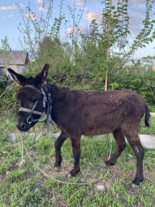 Ишак 1,5 года молодой