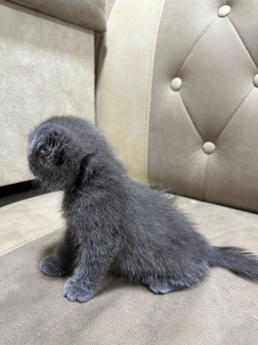 шотландская вислоухая кошка (скоттиш-фолд