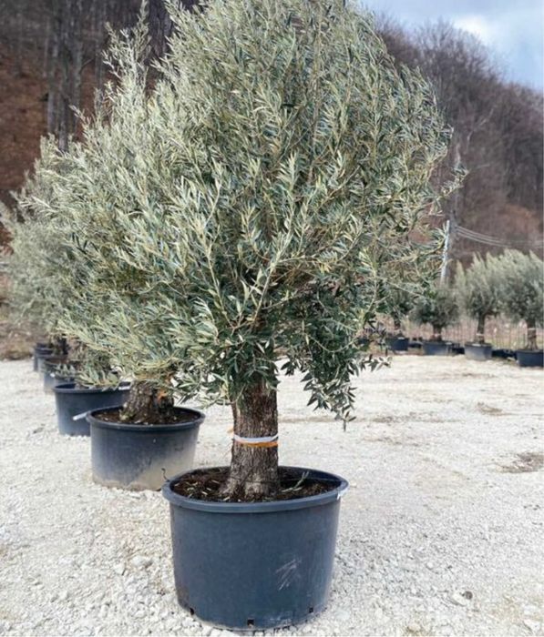 Maslin oleea seculari calitate garanatat