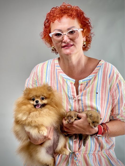 Продается щенки померанский шпицы