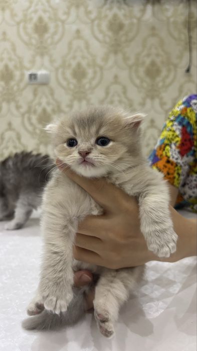 Scottish Fold zotli
