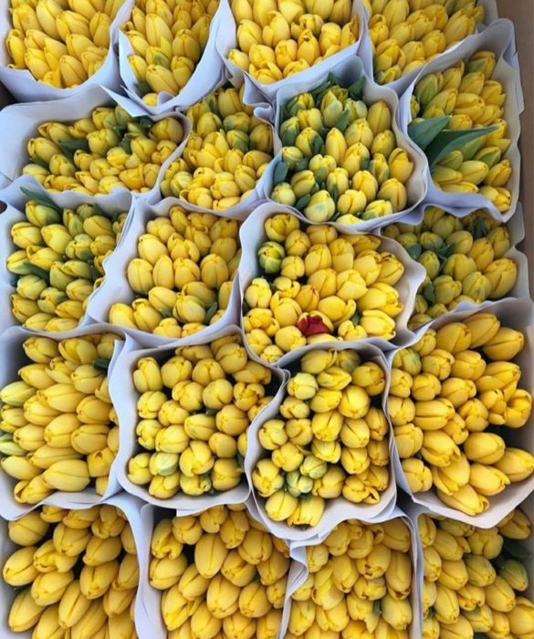 Тюльпаны оптом 550тг