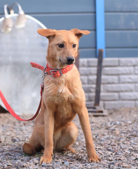 Щенок - мальчик Ральф , 10 месяцев