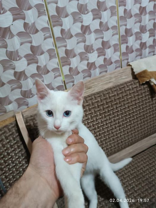 Mushuk turets angora qqqqqqqa