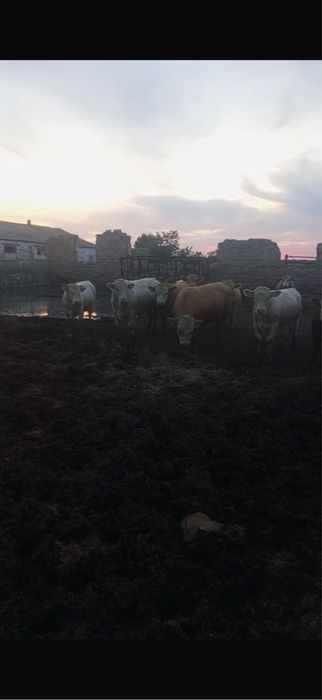 Продам бычков племенные