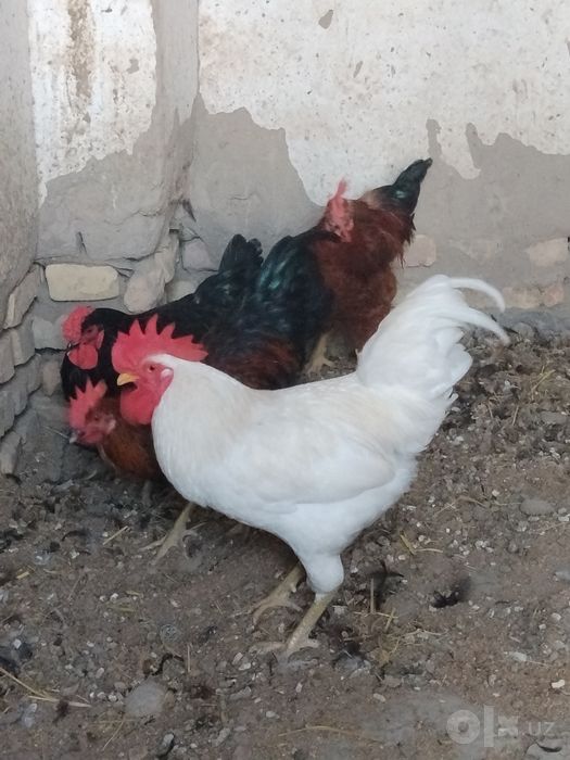 Хуроз сотилади 2 кг