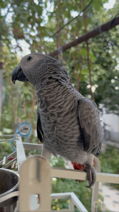 Jako ruchnoy gapiradi