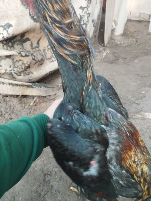 Дакан бойцовый кораз