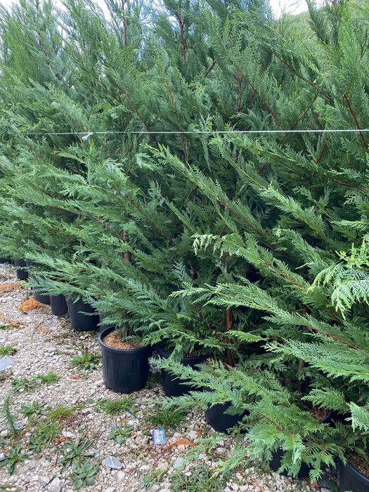 Transformă-ți Curtea cu Leylandii – Calitate Extra și Montaj Inclus